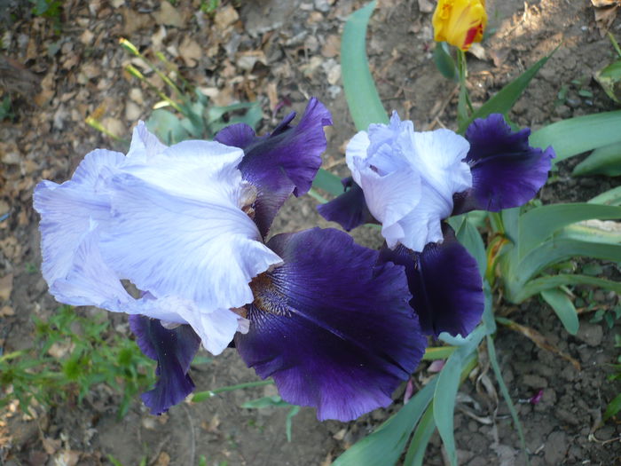 P1220103 - GRADINA 2015