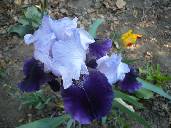 P1220104 - GRADINA 2015