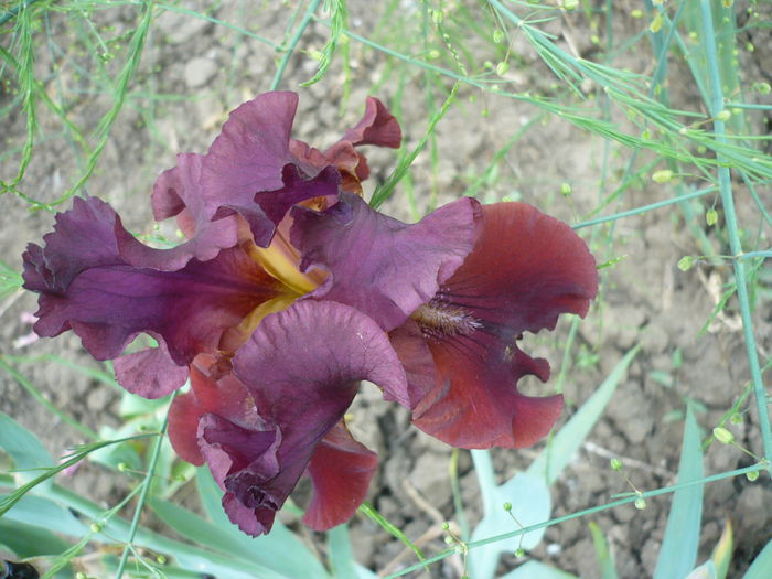 P1220113 - GRADINA 2015