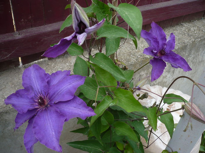 P1220137 - GRADINA 2015