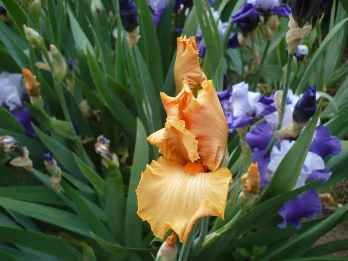 P1220148 - GRADINA 2015