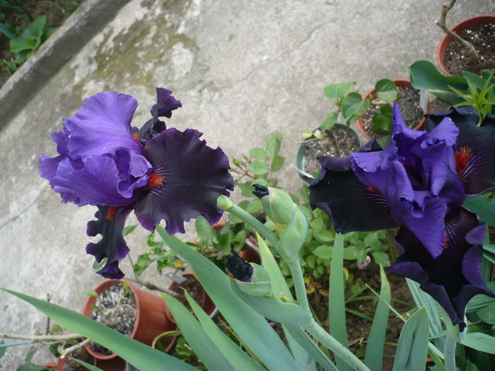 P1220150 - GRADINA 2015