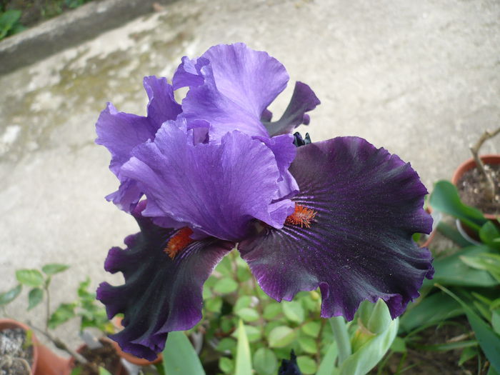 P1220151 - GRADINA 2015