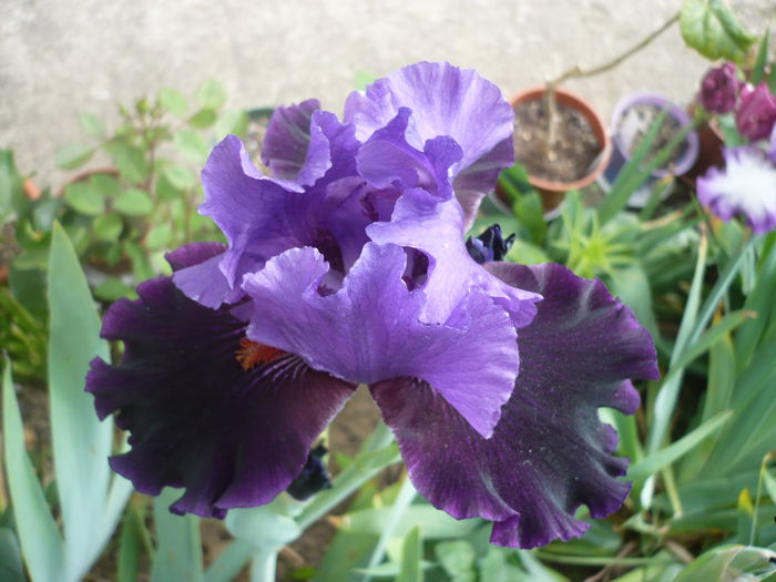 P1220152 - GRADINA 2015