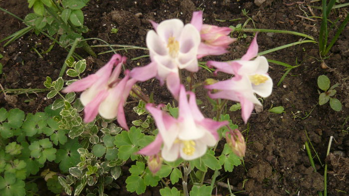 036 - Aquilegia