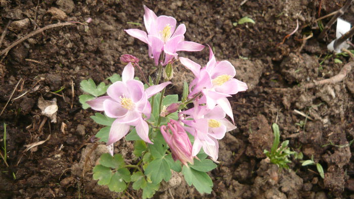 038 - Aquilegia