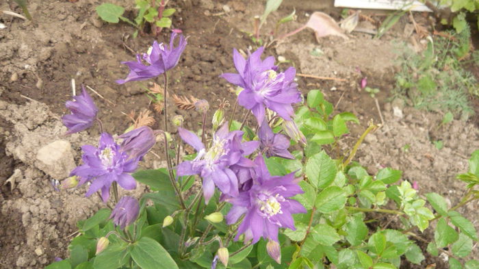 066 - Aquilegia