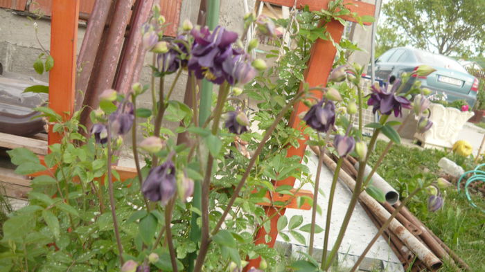 072 - Aquilegia