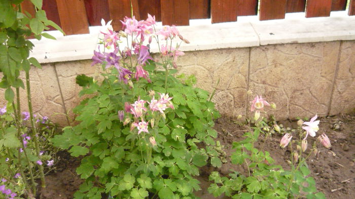 080 - Aquilegia