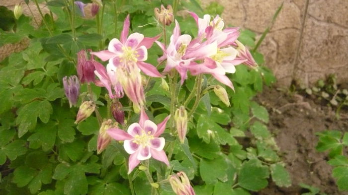 081 - Aquilegia