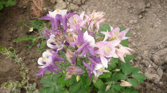 087 - Aquilegia