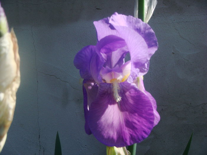 2015-05-09 iris clasic (7)