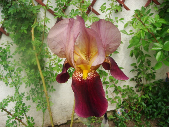 iris G 2015-05-13 (5)