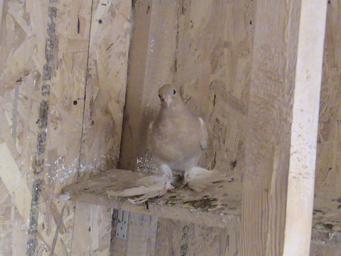 uzbec galben - femela 14.05.2015