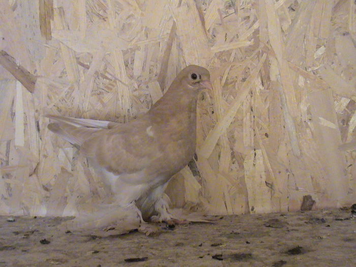 uzbec galben2 14.05.2015