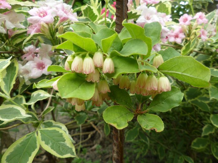 Enkianthus Campanulatus 'Red Bells' - Gradina cu flori 2015