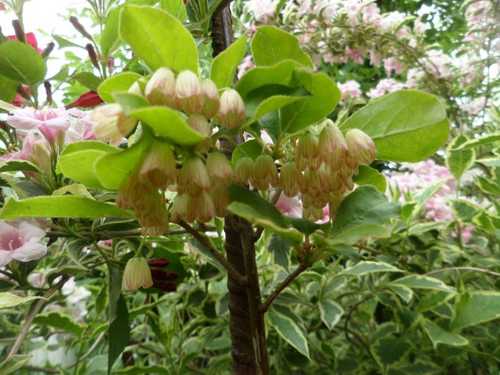 Enkianthus Campanulatus 'Red Bells'
