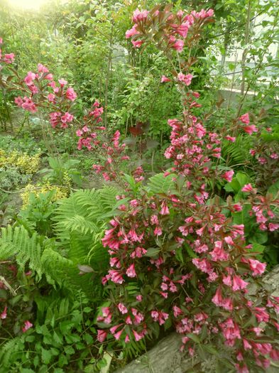 SAM_6374 - Gradina cu flori 2015