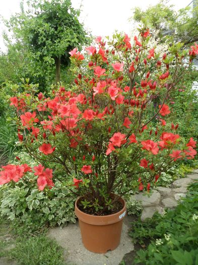 SAM_6386 - Gradina cu flori 2015