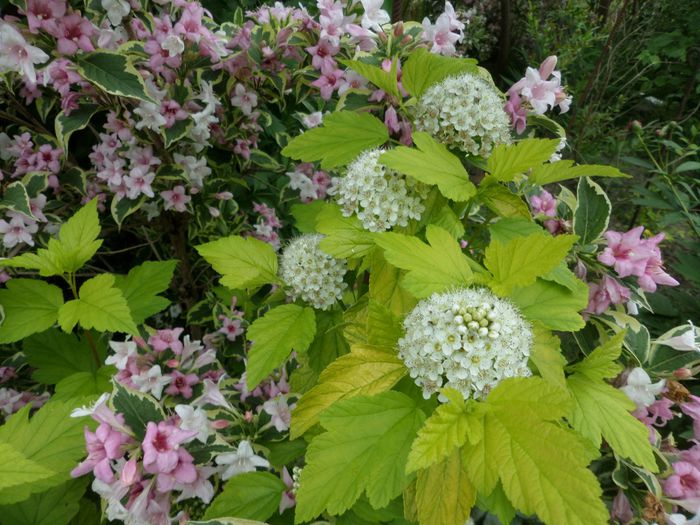 Physocarpus Dart"s Gold