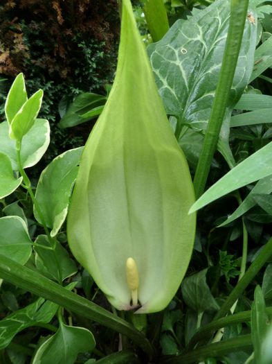 Arum Maculatum
