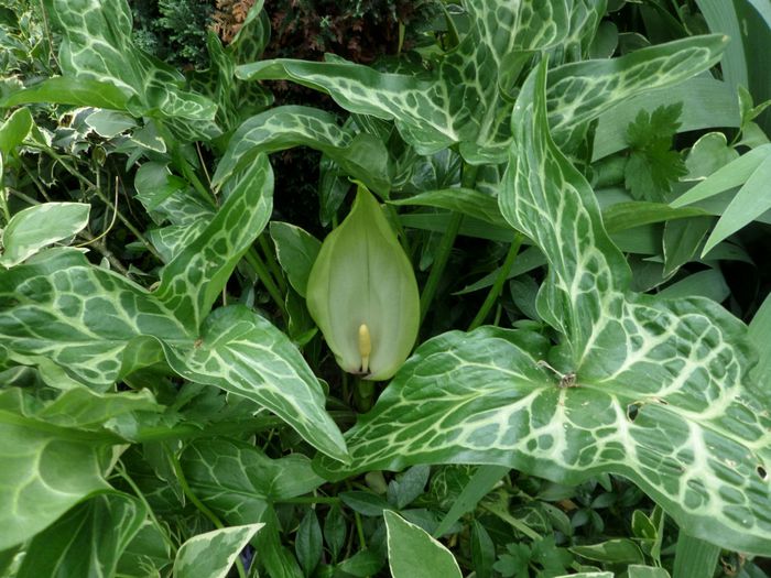 Arum Maculatum