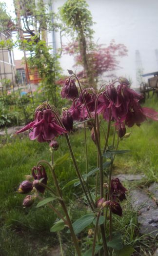 DSC06064 (2) - Caldaruse