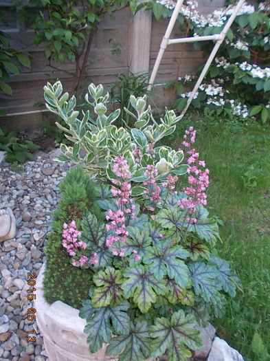 DSCN1649 - 2015 in gradina mea