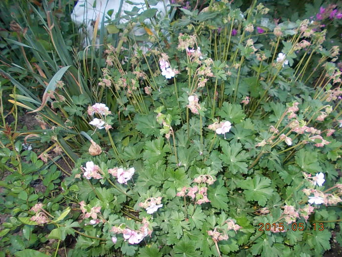 geranium saint ola - 2015 in gradina mea