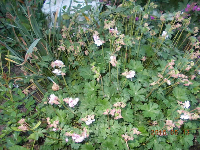 geranium saint ola