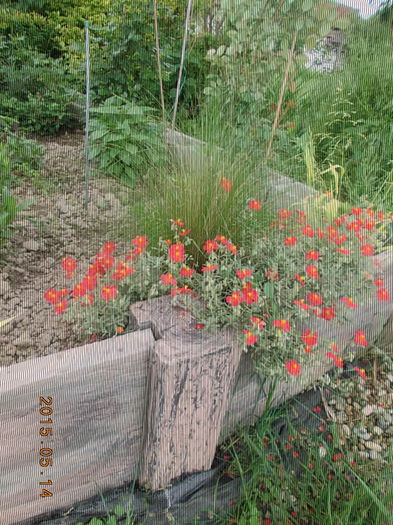 helianthmum rosu - 2015 in gradina mea