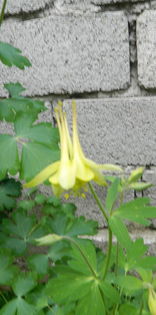  - Aquilegii