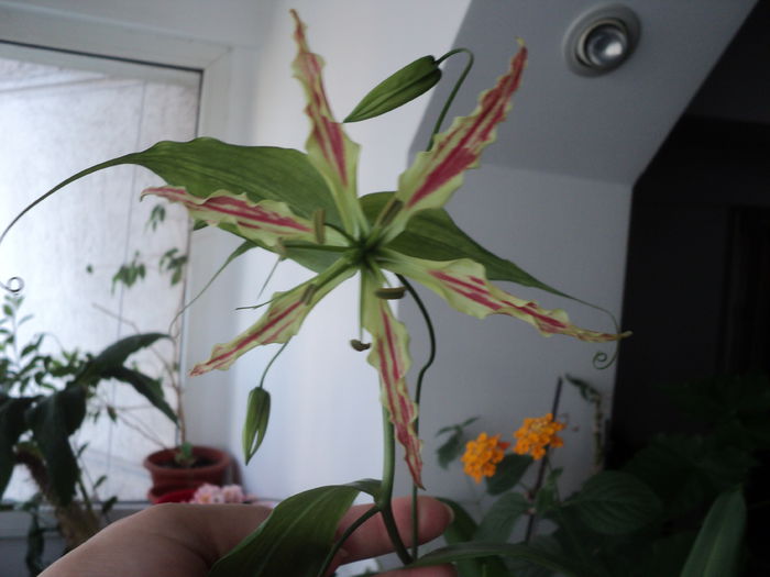 Gloriosa