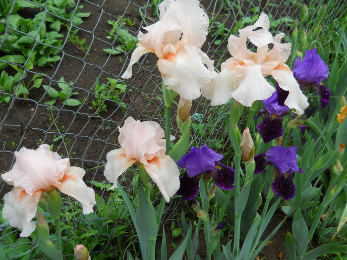 DSCN6601 - iris 2015