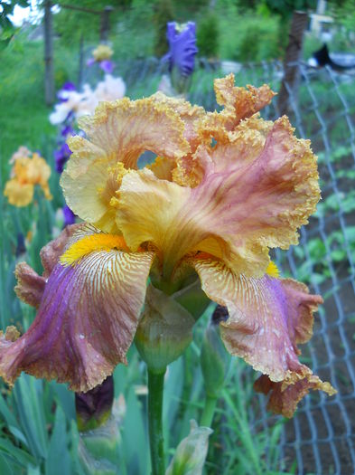 DSCN6609 - iris 2015