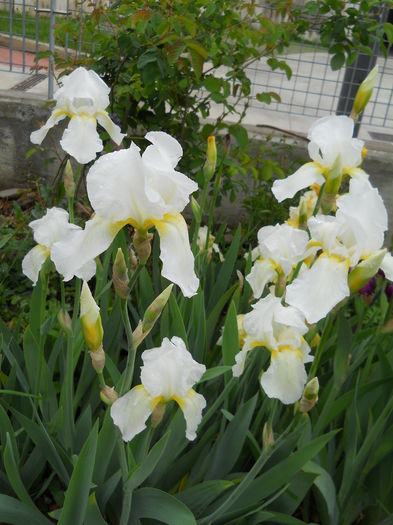 Magnolia