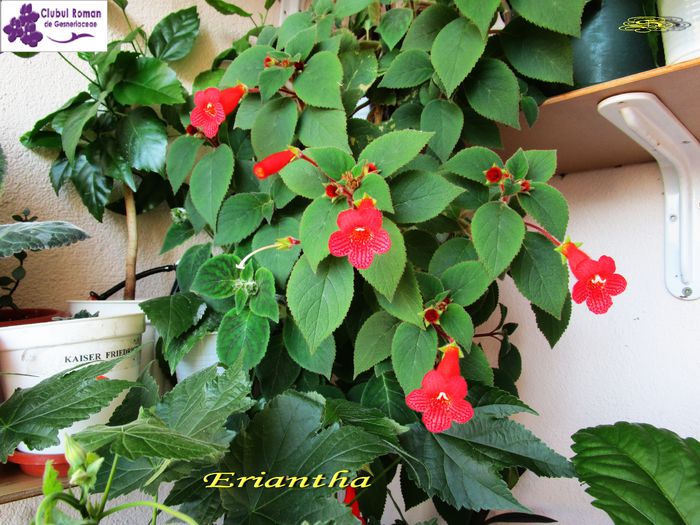 Eriantha (15-05-2015) - Gesneriaceae 2015