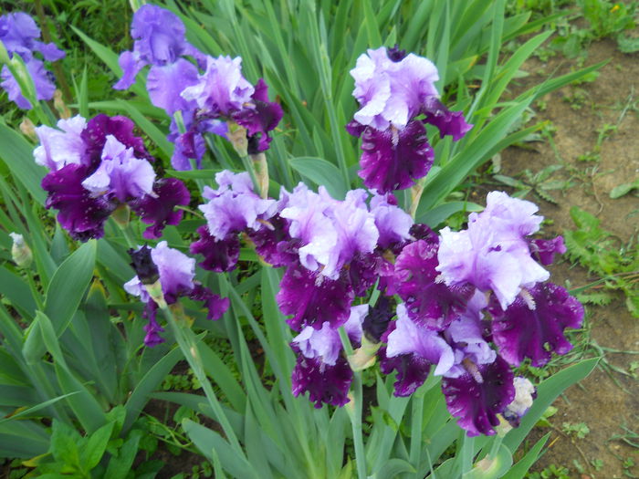 DSCN6632 - iris 2015