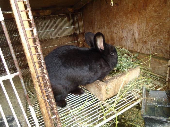 Suceveanu - iepuri negru vienez-matca 2015