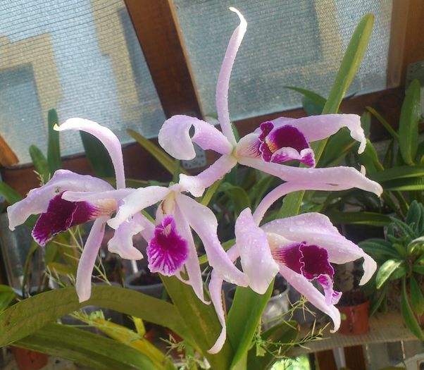 russeliana x delicata14mai2015 - Laelia