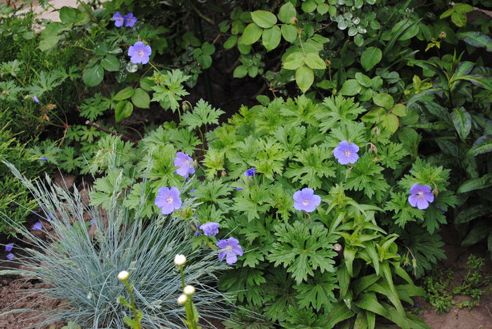 13 mai - 2015 plantele mele