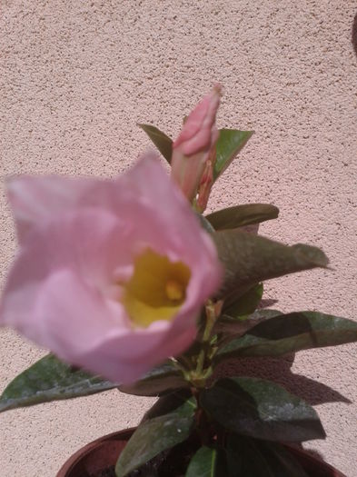 dipladenia