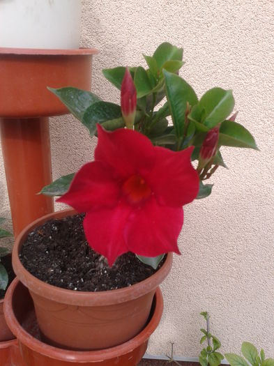 dipladenia - dipladenia