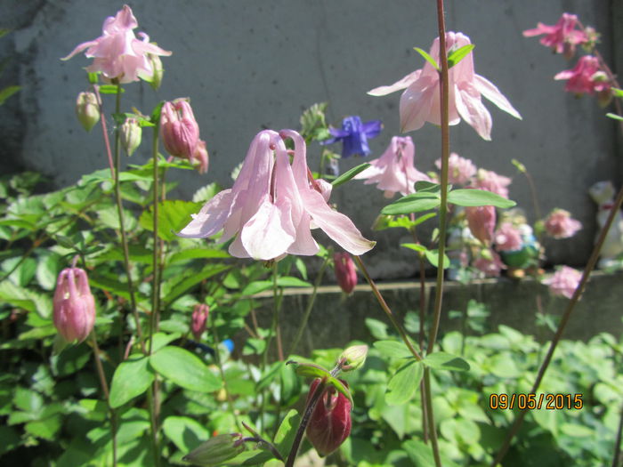 IMG_0059 - Flori de gradina-2015Primavara