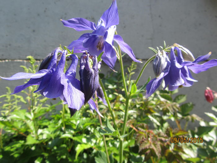 IMG_0060 - Flori de gradina-2015Primavara
