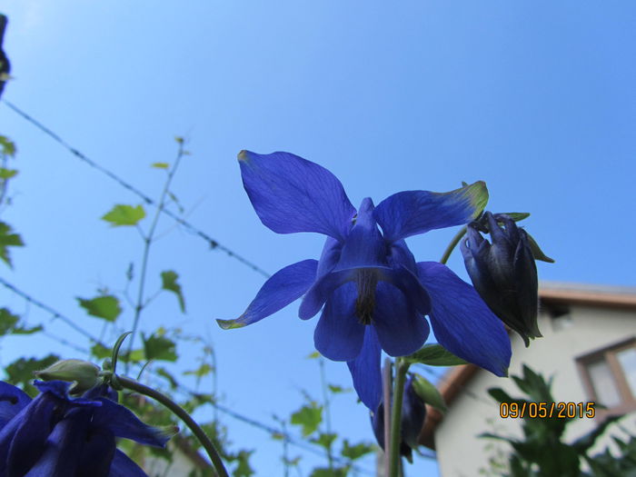 IMG_0089 - Flori de gradina-2015Primavara