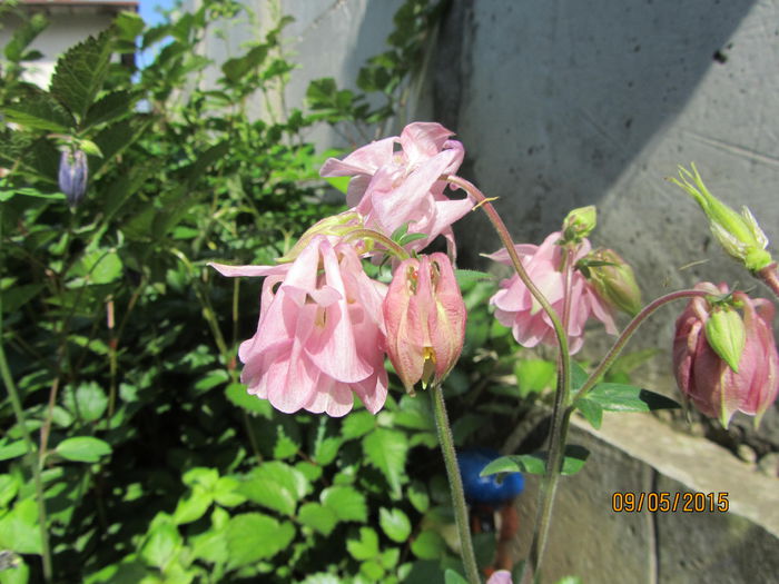 IMG_0094 - Flori de gradina-2015Primavara