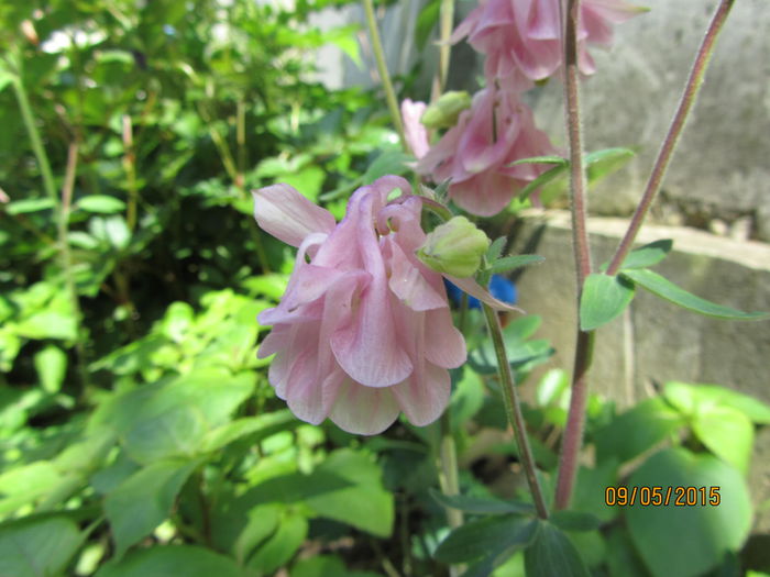 IMG_0095 - Flori de gradina-2015Primavara