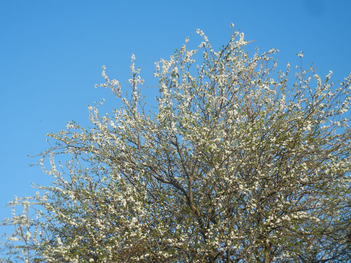 Cherry Plum Blossom (2015, April 11) - Cherry Plum Tree_Corcodus