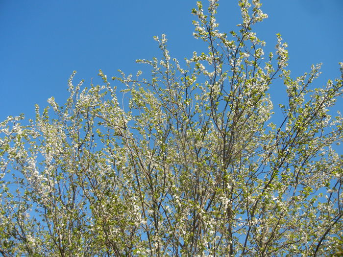 Cherry Plum Blossom (2015, April 11)